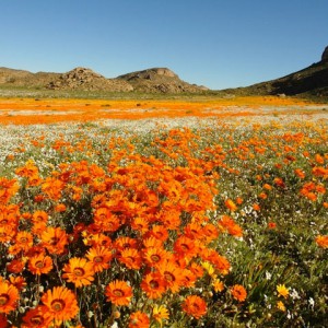 Namaqua Flowers